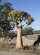 Quiver tree in flower in the Augrabies National Park, South Africa.