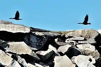Kolyuchin Island: Pelagic or Baird's cormorants (Phalacrocorax pelagicus) crossing the rocks