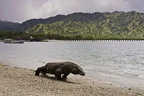 A komodo dragon at the seashore.