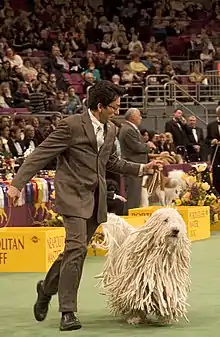 Komondor at the 2007 Westminster Kennel Club Dog Show.