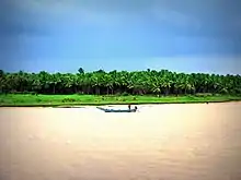 Coconut trees and a meadow seen across a river.