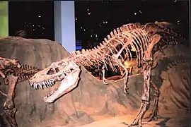 An Albertosaurus and an ankylosaur on display
