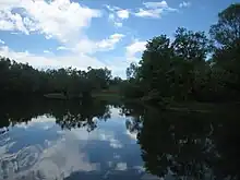 Trees over water