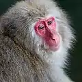 Headshot of a Japanese macaque at Jigokudani Monkey Park