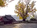 Goheung Hyanggyo outer courtyard showing one of two ginkgo trees in the outer courtyard believed to be 780 years old, and the outer gate from the inside