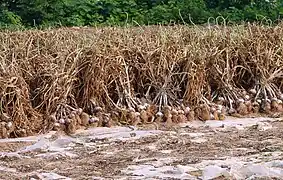 Harvested garlic left to dry