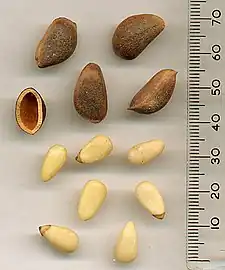 Seeds of the Korean pine (P. koraiensis)