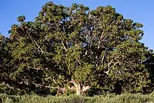 Hagenia abyssinica (tree)