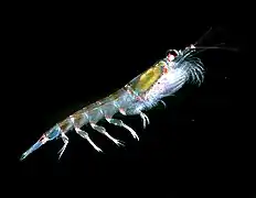 Antarctic krill, probably the largest biomass of a single species on the planet