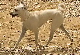 Cretan Hound or Kritikos Lagonikos, one of Europe's oldest hunting dog breeds