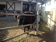 Kuchinoshima cattle in Higashiyama Zoo