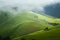 Grasslands in Kudremukh National Park during Monsoon