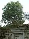 A Side wall with tree growth