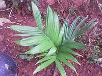 An Areca nut Dwarf variety sapling from the Indian state of Kerala.