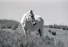 A feral horse
