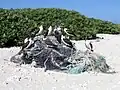 Young masked boobies (Sula dactylatra) sitting on marine debris on Green Island.