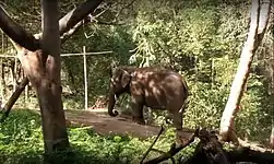 Zoo Elephant Andal.