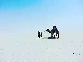 Camel ride in Rann of Kutch