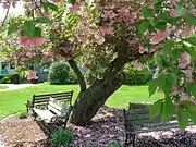 Kwanzan Cherry Tree, May 2013