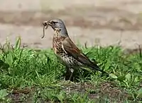 Fieldfare eating worms