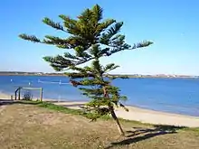 Kyeemagh Beach