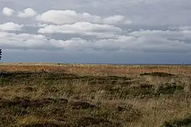 Coastal heath at Øer.