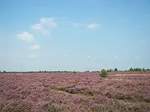 Lüneburg Heath, an anthropogenic heath in Lower Saxony, northern Germany