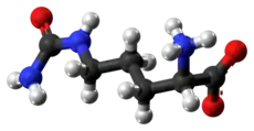 Ball and stick model of zwitterionic citrulline