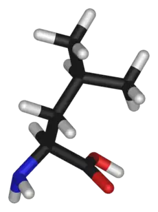 Chemical structure of Leucine