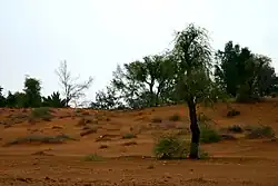 Desert in Lehbab