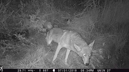A coyote scent marking
