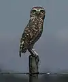 Southern burrowing owl (A. c. cunicularia)Uruguay