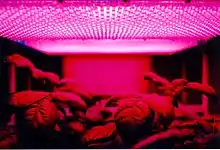 LED panel light source used in an early experiment on potato growth during Shuttle mission STS-73 to investigate the potential for growing food on future long duration missions.