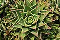 Rosette of the hybrid Aloe "nobilis"