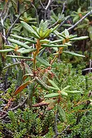 Specimen in Newfoundland and Labrador