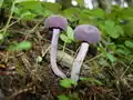 Laccaria amethystina