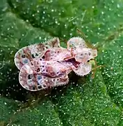 Lace bug - Pennsylvania