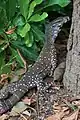 Variety: Common form of patterning, Cairns, Queensland