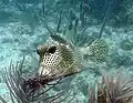 Spotted trunkfish (Lactophrys sp.) at Pickles Reef, March 2008