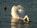 Swan on the Neckar
