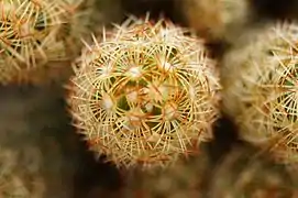 Top view of Lady finger cactus