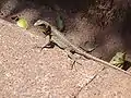 Amazon Lava Lizard (Tropidurus torquatus)