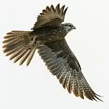 Juvenile laggars are brown birds overall, very similar to juvenile saker falcons Falco cherrug. Markings on underparts vary from dark chocolaty brown to sparse brown blotches.