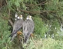  Laggar falcon pair. The darker-headed one on the left is an adult male and the paler-headed one is an adult female. Such variations are not unusual.