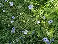 Wild flora on the western shore