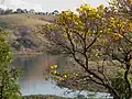 Yellow blossoms at Furnas Lake