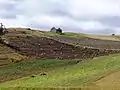 Potato fields around Lake Tota