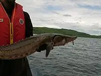 Lake sturgeon, Batchawana Bay, Lake Superior (live released).