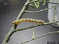 Lambdina fiscellaria fiscellaria caterpillar