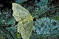 Lambdina fiscellaria somniaria adult